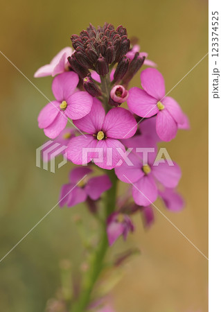 Closeup on a purple Wallflower, Erysimum cheiri in the garden 123374525