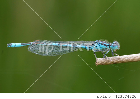 Closeup on a nice blue Dainty damselfly, Coenagrion scitulum perched on a dried straw of grass 123374526