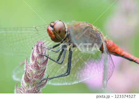 Frontal closeup of the ruby red darter, Sympetrum sanguineum in the garden 123374527