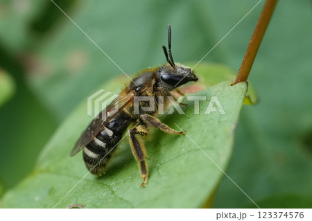 Closeup on a female Bull-headed furrow solitary bee, Lasioglossum zonulum in the garden Closeup on a female Bull-headed furrow solitary bee, Lasioglossum zonulum in the garden 123374576