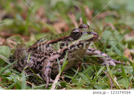 Low angle closeup on an adult European green Pelophylax frog sitting in the grass 123374584