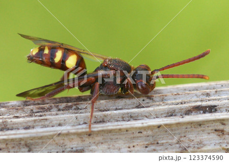 Nomada species 123374590