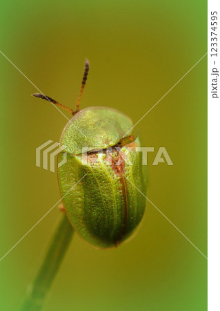 Vertical close up of the green thistle tortoise beetle, Cassida vridis sitting on a straw of grass 123374595
