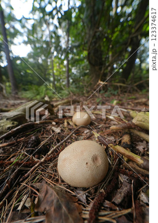 Closeup on a pigskin poisoin puffball mushroom, Scleroderma citrinum, on the forrest floor Closeup on a pigskin poisoin puffball mushroom, Scleroderma citrinum, on the forrest floor 123374617