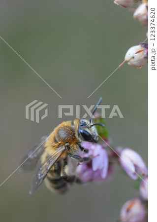 Closeup on a brown female Heather mining bee, Andrena fuscipes on itt's host plant, Calluna vulgaris 123374620