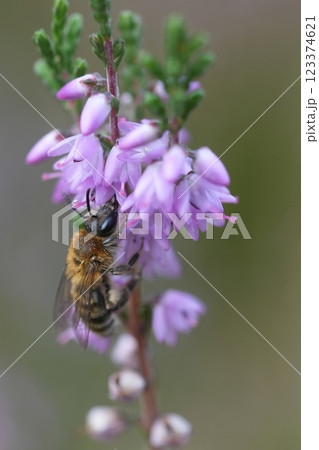 Closeup on a brown female Heather mining bee, Andrena fuscipes on itt's host plant, Calluna vulgaris Closeup on a brown female Heather mining bee, Andrena fuscipes on itt's host plant, Calluna vulgaris 123374621