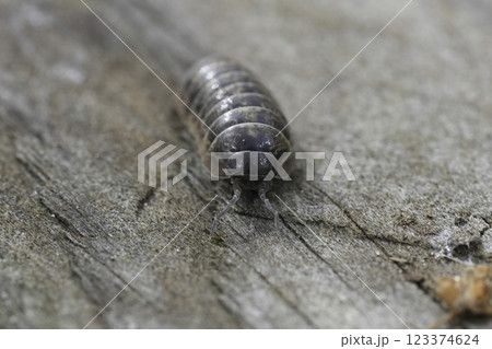 Closeup on a Common grey colored pill-bug, Armadillidium vulgare sitting on wood Closeup on a Common grey colored pill-bug, Armadillidium vulgare sitting on wood 123374624