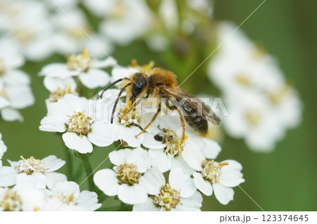 Closeup on a male Orange tailed mining bee, Anderna haemorrhoa on a white flower in the fall 123374645