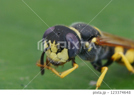 Closeup on a square headed wasp, the European beewolf Philanthus triangulum a specialist predator on honeybees 123374648