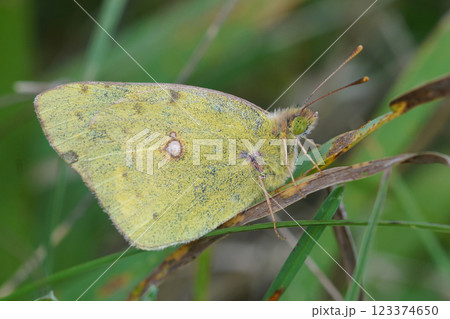 Closeup on a Clouded Yellow butterfly, Colias crocea hiding in the green vegetation 123374650