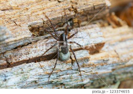 Closeup on a wolf spider, Pardosa species carrying a sac of eggs Closeup on a wolf spider, Pardosa species carrying a sac of eggs 123374655
