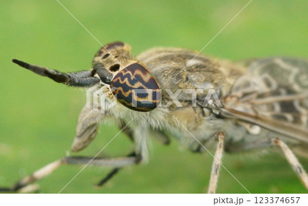 Macro Shot of the Compound Eyes of a common horse or notch-horned cleg fly, Haematopota pluvialis Macro Shot of the Compound Eyes of a common horse or notch-horned cleg fly, Haematopota pluvialis 123374657
