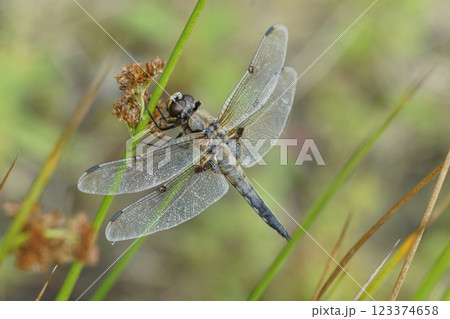 Closeup on an adult Four spotted chaser dragonflu,Libellula quadrimaculata, sitting with spread wings Closeup on an adult Four spotted chaser dragonflu,Libellula quadrimaculata, sitting with spread wings 123374658