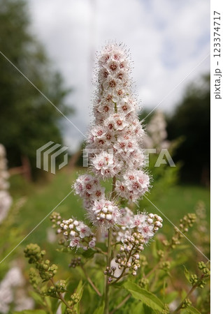 Wide angle closeup on a a rich flowering White Meadowsweet Spirea alba shrub 123374717