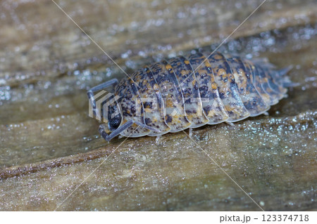 Closeup on an unusual colored adult woodlouse , Porcellio scaber hiding on a piece of wood Closeup on an unusual colored adult woodlouse , Porcellio scaber hiding on a piece of wood 123374718