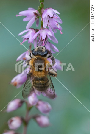 Closeup on a brown female Heather mining bee, Andrena fuscipes on itt's host plant, Calluna vulgaris Closeup on a brown female Heather mining bee, Andrena fuscipes on itt's host plant, Calluna vulgaris 123374727