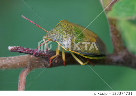 Closeup on the European gorse shield bug, Piezodorus lituratus on a twig Closeup on the European gorse shield bug, Piezodorus lituratus on a twig 123374731