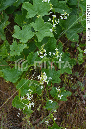 Vertical closeup on the white flowering Oregon or Coast manroot, Marah oregana 123374751