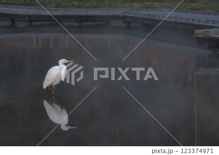 早朝の風景　厳島湿地公園の野鳥 123374971