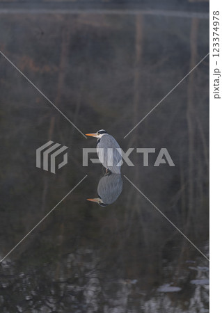 早朝の風景　厳島湿地公園の野鳥 123374978
