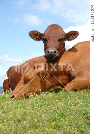 Cows resting on green grass 123375074