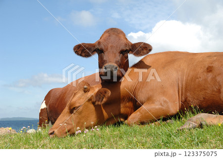Cows resting on green grass 123375075
