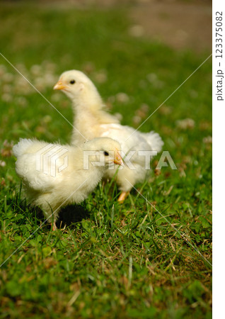 Two baby chicks on green grass Two baby chicks on green grass 123375082