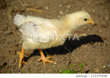 Baby chick Baby chick 123375096