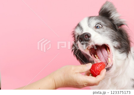 いちごを待つボーダーコリー いちごを待つボーダーコリー 123375173