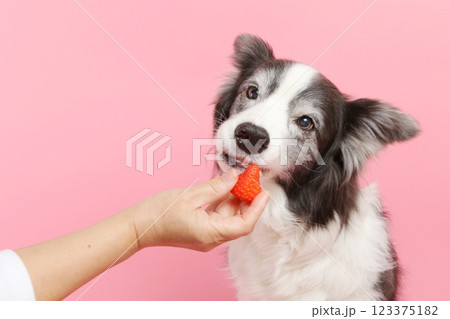 いちごを待つボーダーコリー いちごを待つボーダーコリー 123375182