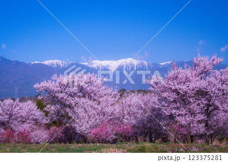 残雪の中央アルプスと満開の桜 123375281