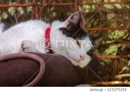 眠たい子猫 眠たい子猫 123375292