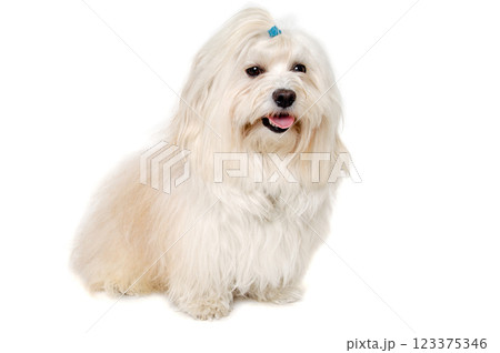 Happe Coton De Tulear dog sitting on a clean white background 123375346