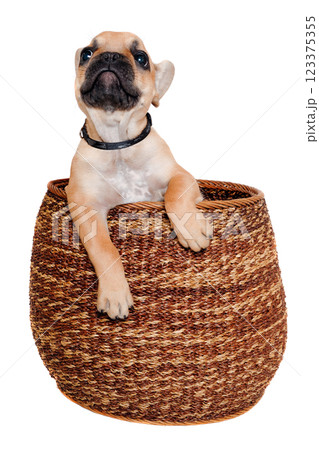 French puppy bulldog is playing in a basket, taken on at clean white background 123375355