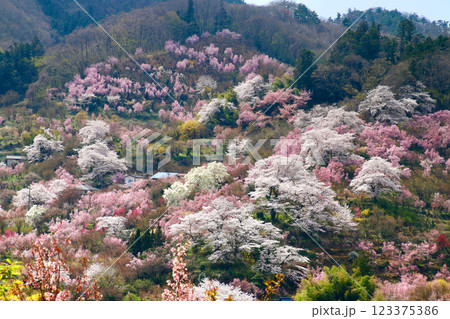 花見山・花の名所(福島県・福島市) 花見山・花の名所(福島県・福島市) 123375386