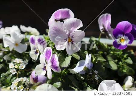 種から育てたビオラ 種から育てたビオラ 123375595