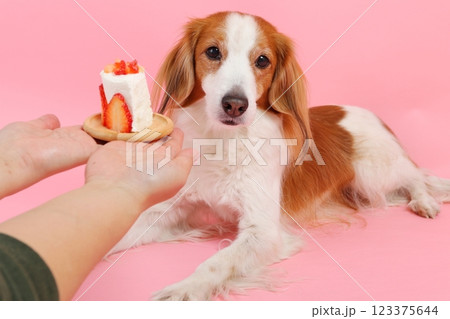 いちごのケーキを食べる犬 いちごのケーキを食べる犬 123375644