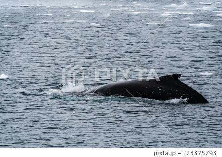 Detail of a humpback dorsal fin and blow hole 123375793