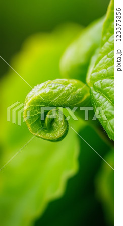 Green Spiral Unfurling Natures Detailed New Beginning ai generative 123375856