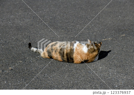 三毛猫 123376937