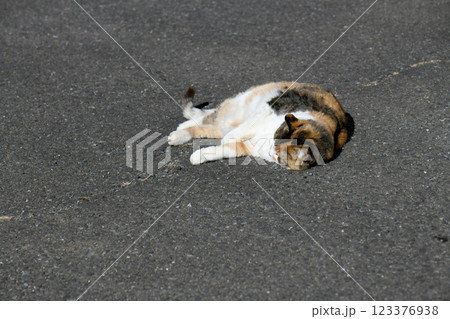 三毛猫 123376938