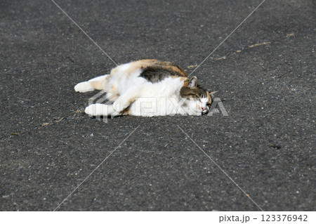 三毛猫 三毛猫 123376942