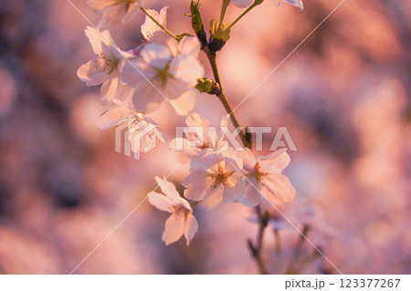 ふんわりとした桜 夜桜 満開 春 ソメイヨシノ 123377267