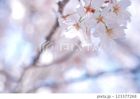 ふんわりとした桜2 満開 春 ソメイヨシノ ふんわりとした桜2 満開 春 ソメイヨシノ 123377268