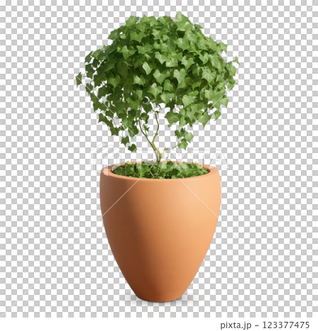 English Ivy in Clay Pot (Hedera helix) A rich, green English ivy with cascading vines that twist and wind down 123377475