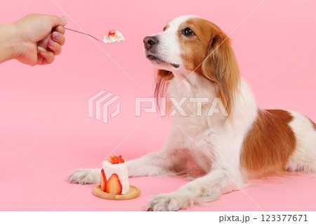 いちごのケーキを食べる犬 123377671