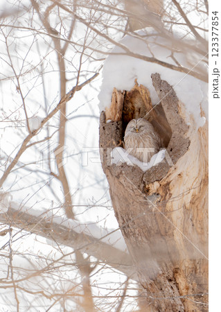 眠れる森のフクロウ 123377854