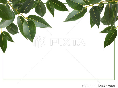Branches of fresh green leaves (salix) in a top arrangement with frame isolated on white Branches of fresh green leaves (salix) in a top arrangement with frame isolated on white 123377966