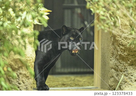 黒ジャガー 黒ジャガー 123378433