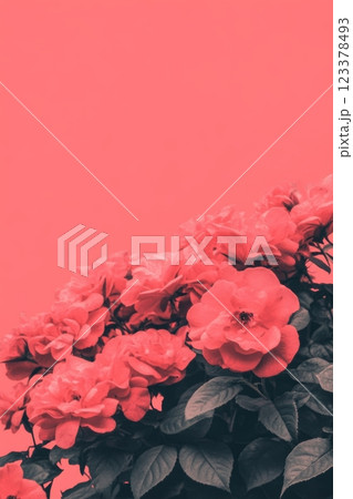 Bright coral roses bloom against a soft pastel backdrop 123378493